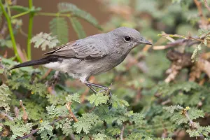 Middle East Animals Prints: Blackstart