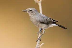 Passeriformes Species Prints: Blackstart