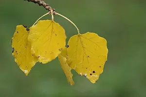 Fall Foliage Photos Prints: blad, leaf