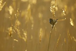 Male Songbird Species Prints: Blauwborst; Bluethroat;