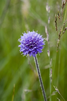 Succisa Pratensis Prints: Blauwe Knoop, Devil's-bit Scabious, Succisa pratensis