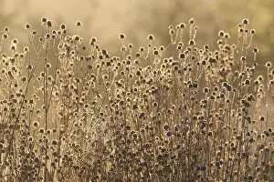 Summer Flowers Europe Prints: Blauwe Knoop, Devil's-bit Scabious, Succisa pratensis