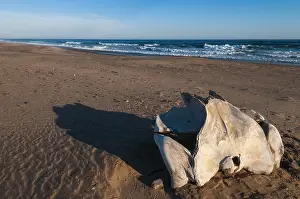 Namibian Desert Landscapes Prints: A bleached whale bone casts a shadow on the beach
