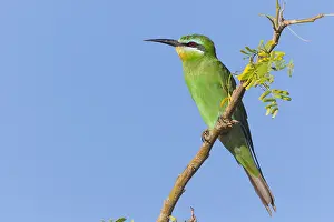 Birds Of Coraciiformes Order Prints: Blue-cheeked Bee-eater