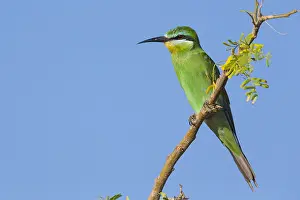 Coraciiformes Species Prints: Blue-cheeked Bee-eater