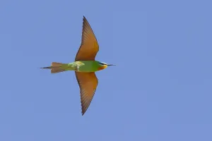 Bee Eater Species Prints: Blue-cheeked Bee-eater, Merops persicus