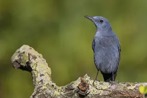 Nature Wildlife Images Prints: Blue Rock Thrush