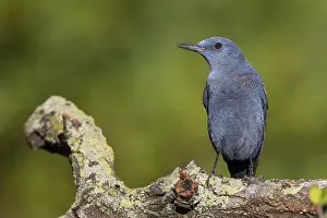 Blue Bird Species Prints: Blue Rock Thrush