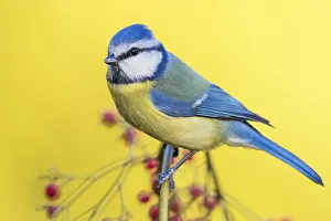Eurasian Blue Tit Images Prints: Blue Tit