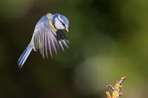Blue Tit Bird Prints: Blue Tit