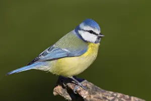 Eurasian Blue Tit Images Prints: Blue Tit