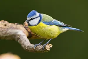 Paridae Family Photos Prints: Blue Tit
