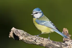 Eurasian Blue Tit Images Prints: Blue Tit