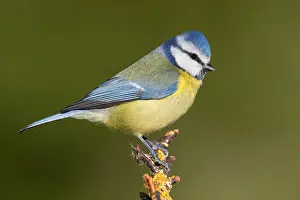 Blue Tit Bird Prints: Blue Tit
