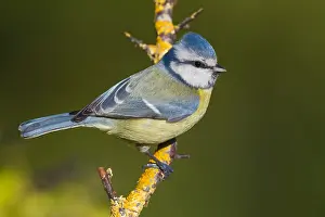 Eurasian Blue Tit Species Prints: Blue Tit