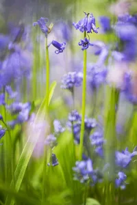 Spring Garden Blooms Prints: Bluebell, Hyacinthoides non-scripta