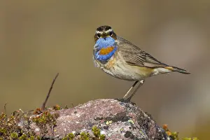 Bluethroat Print: Adult Bluethroat Standing on Rock