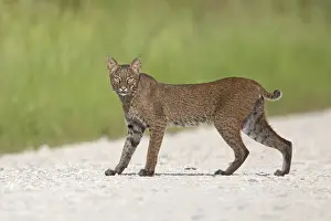Bobcat Print: Merritt Island, Florida Lynx rufus