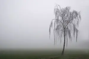 Print of Trees on a cold day