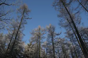 Winter Forest Edge Print
