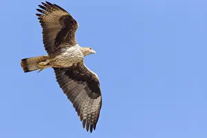 Bonellis Eagle Prints: Bonelli's Eagle