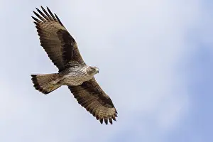 Raptor Species Prints: Bonelli's Eagle