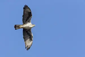 Bird In Flight Images Prints: Bonelli's Eagle