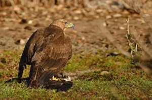 Bonellis Eagle Prints: Bonelli's Eagle covers its prey