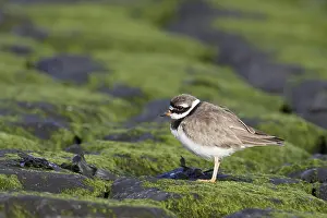 Charadrius Hiaticula Images Prints: Bontbekplevier, Common Ringed Plover, Charadrius hiaticula