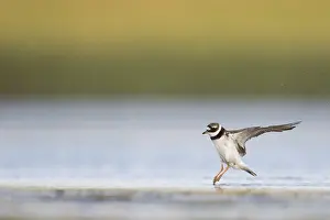 Common Ringed Plover Prints: Bontbekplevier, Common Ringed Plover, Charadrius hiaticula