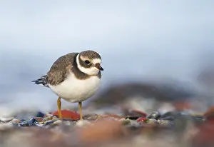 Common Ringed Plover Prints: Bontbekplevier, Common Ringed Plover, Charadrius hiaticula