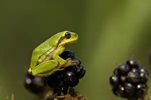 European Tree Frog Images Prints: Boomkikker