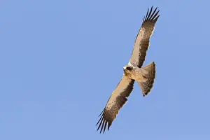 Birds With Sharp Talons Prints: Booted Eagle