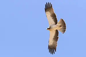 African Wildlife Animals Prints: Booted Eagle