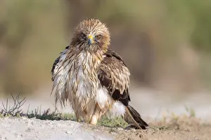 Wild Birds In Europe Prints: Booted Eagle; Aquila pennata