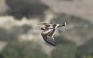 Booted Eagle Prints: Booted Eagle, Hieraaetus pennatus