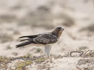Booted Eagle Prints: Booted Eagle, Hieraaetus pennatus