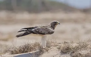 Booted Eagle Prints: Booted Eagle, Hieraaetus pennatus