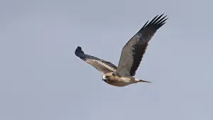 Booted Eagle Prints: Booted Eagle, Hieraaetus pennatus