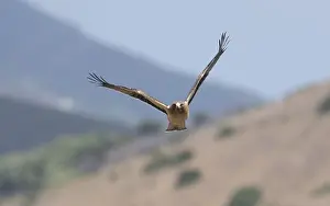 Booted Eagle Prints: Booted Eagle, Hieraaetus pennatus