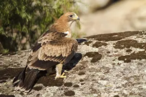 European Raptor Birds Prints: Booted Eagle, Hieraaetus pennatus