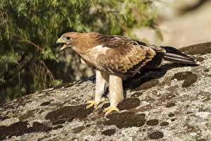 European Raptor Prints: Booted Eagle, Hieraaetus pennatus