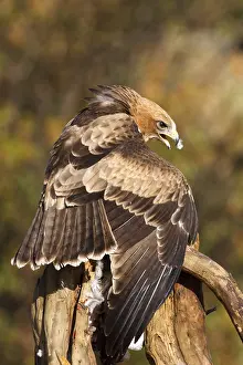 European Raptor Prints: Booted Eagle, Hieraaetus pennatus