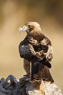 European Raptors Prints: Booted Eagle, Hieraaetus pennatus