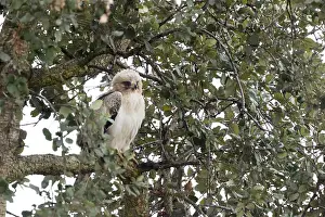 Wild Birds In Europe Prints: Booted Eagle, Hieraaetus pennatus