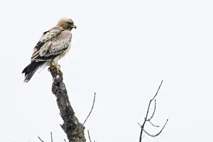 Wild Animals In Spain Prints: Booted Eagle, Hieraaetus pennatus