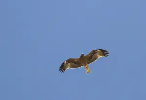 Booted Eagle Prints: Booted Eagle; Hieraaetus pennatus;