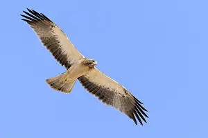 Accipitridae Species Prints: Booted Eagle, Hieraaetus pennatus