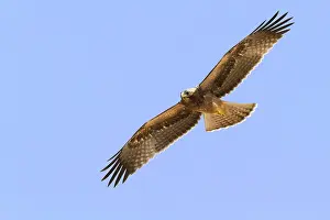 Booted Eagle Prints: Booted Eagle, Hieraaetus pennatus