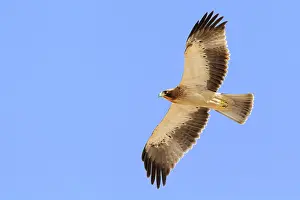 Raptor Images Prints: Booted Eagle, Hieraaetus pennatus